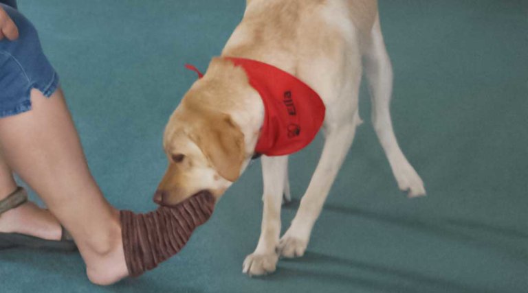 Tiergestützte Therapie mit ausgebildeten Hunden Marcus Klinik